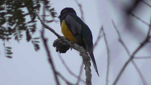 Gartered Violaceous Trogon - ML659053629