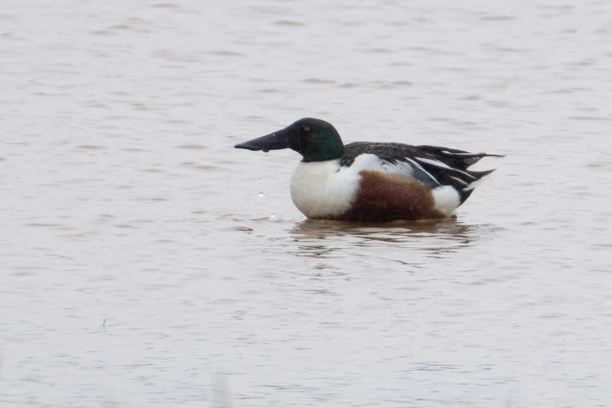 Northern Shoveler - ML659053637