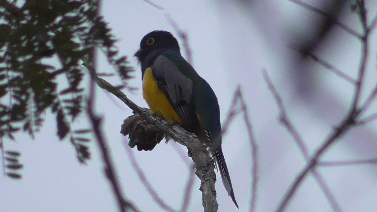 Gartered Violaceous Trogon - ML659053684