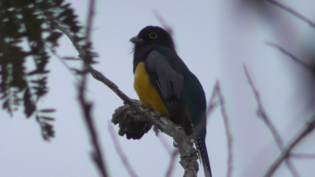 Gartered Violaceous Trogon - ML659053685
