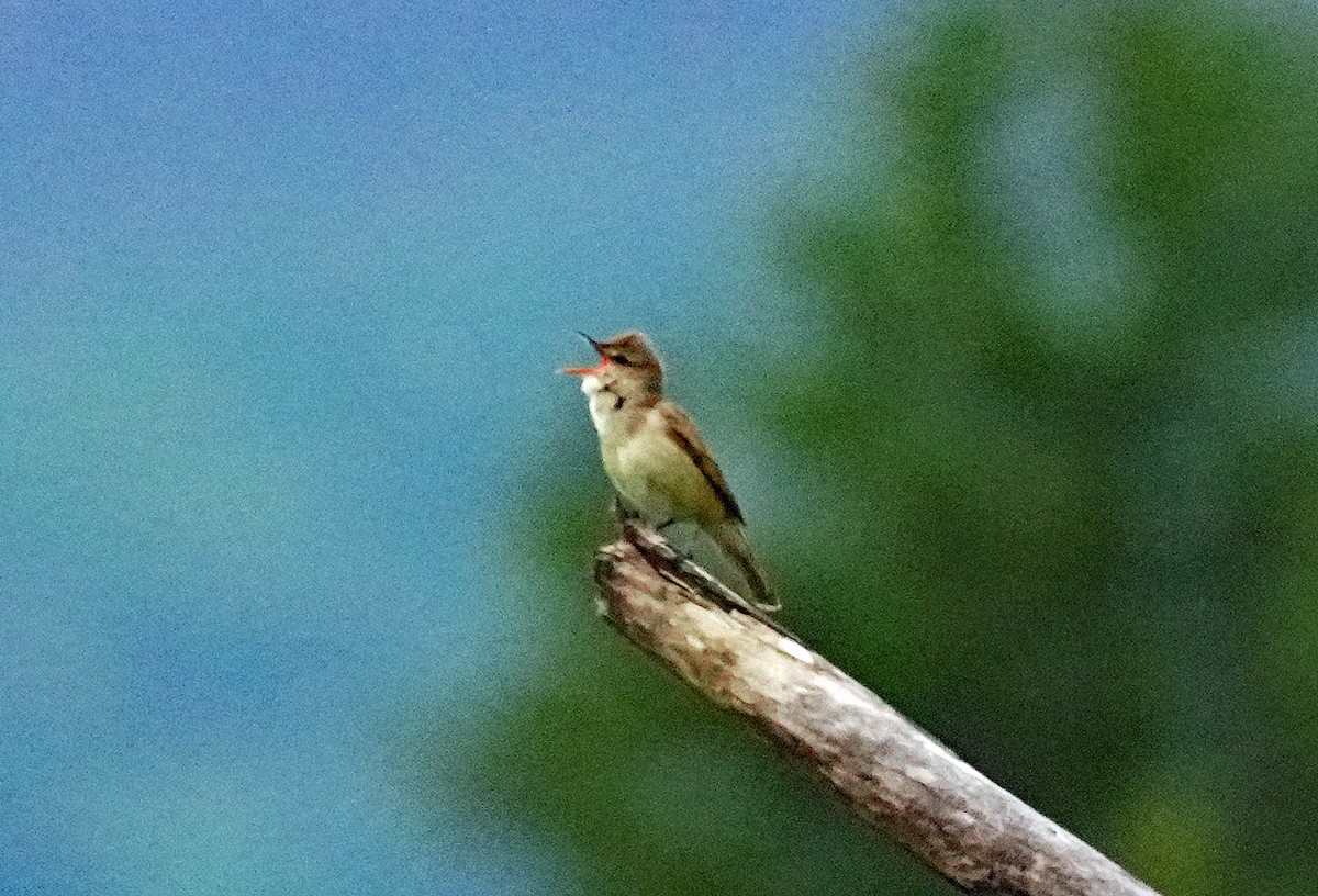 Oriental Reed Warbler - ML659053839