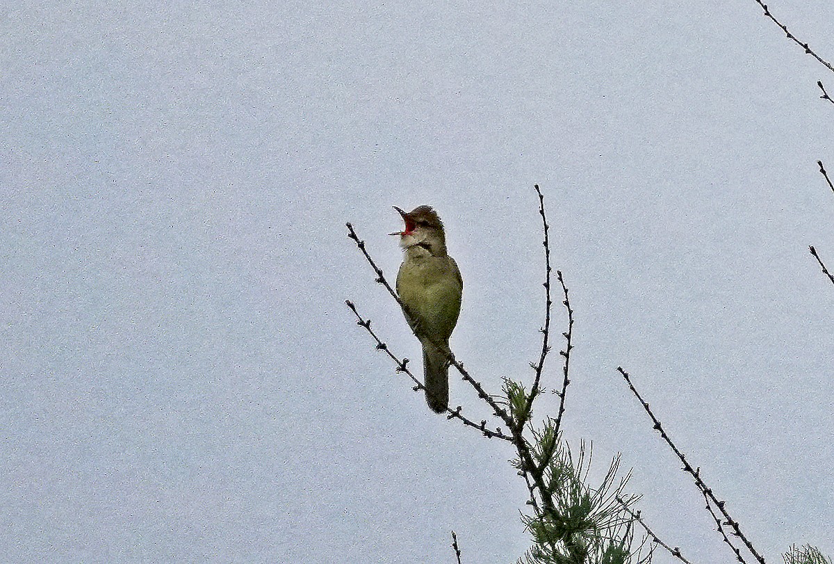 Oriental Reed Warbler - ML659053868