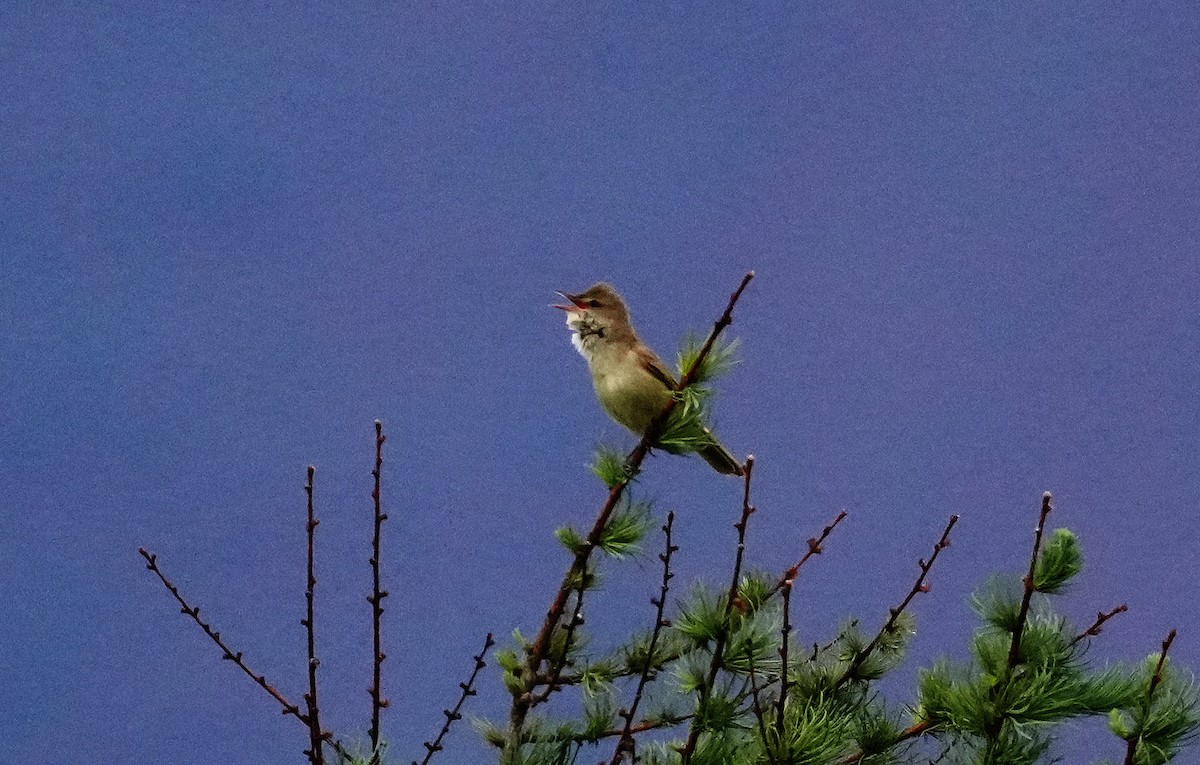 Oriental Reed Warbler - ML659053898
