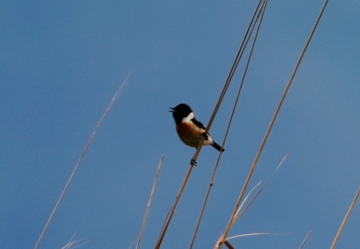 Amur Stonechat - ML659053915