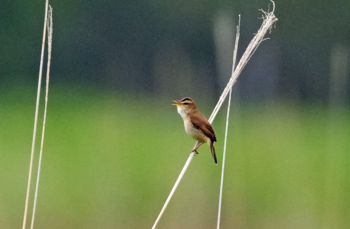 Black-browed Reed Warbler - ML659053934
