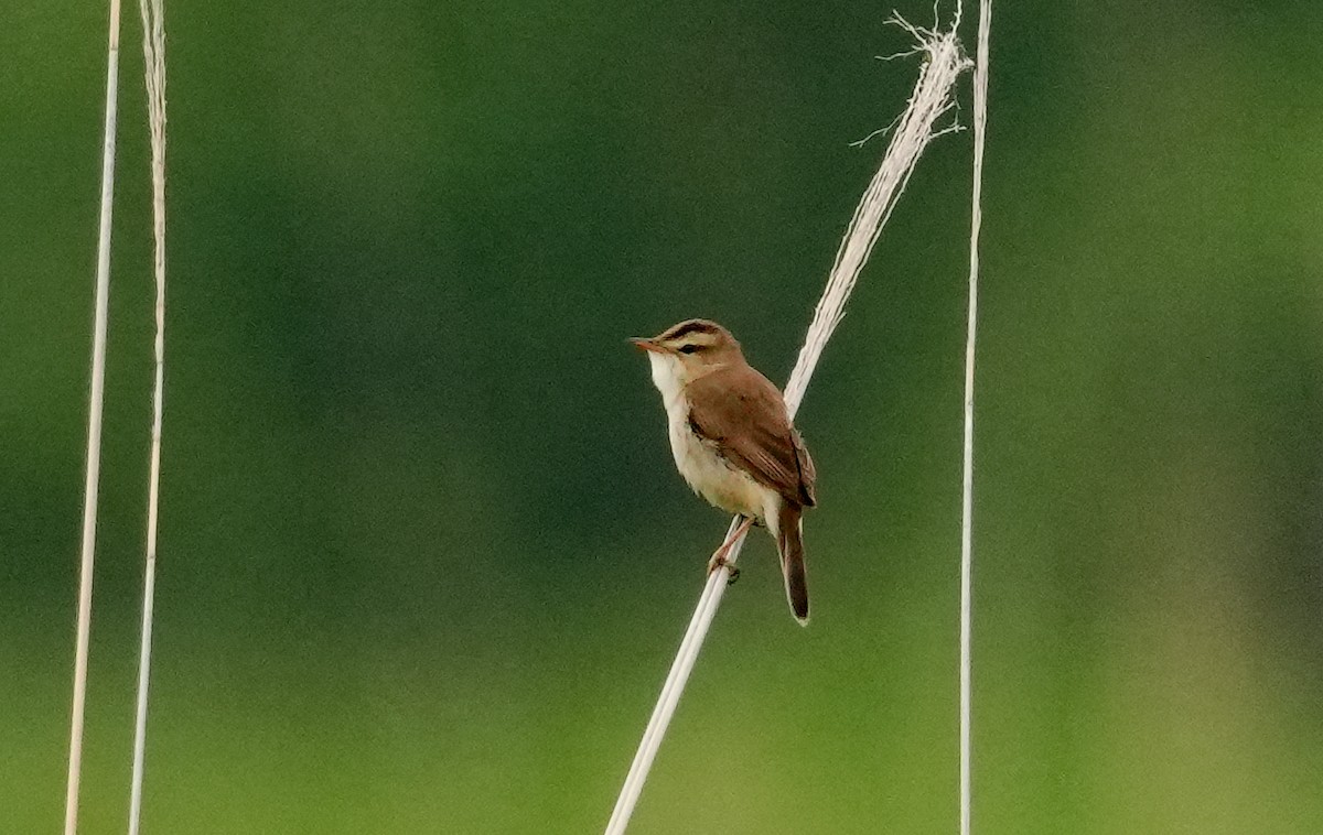 Black-browed Reed Warbler - ML659053948