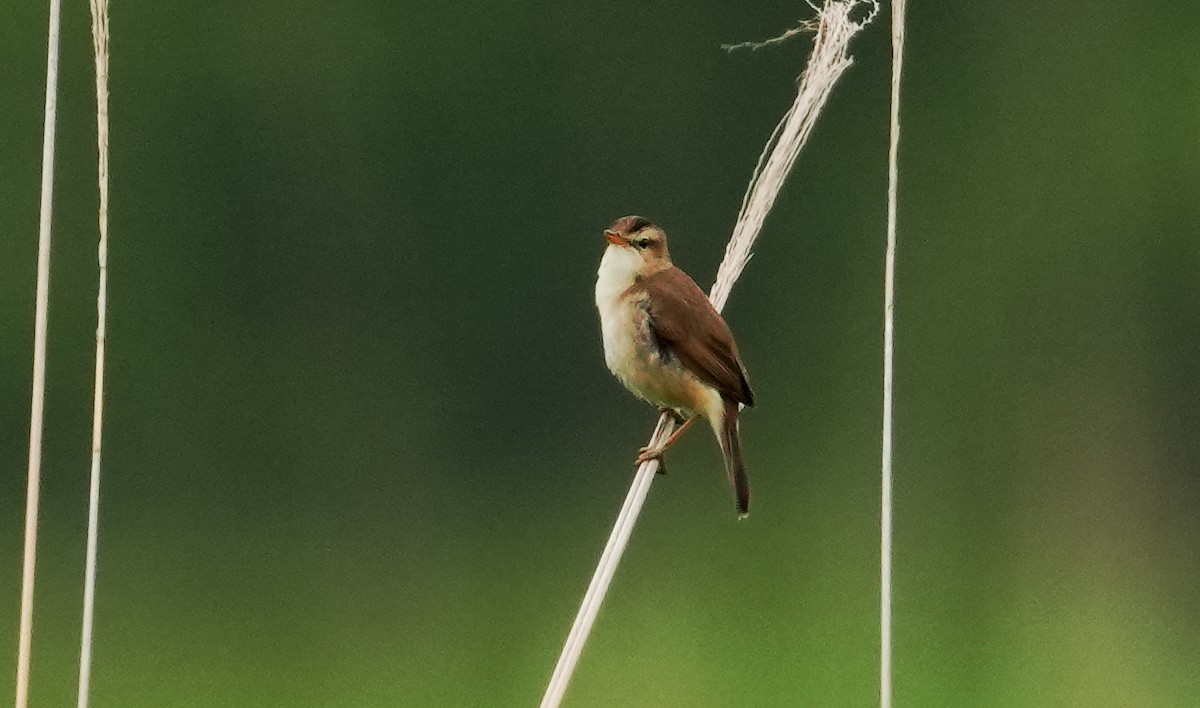 Black-browed Reed Warbler - ML659053970