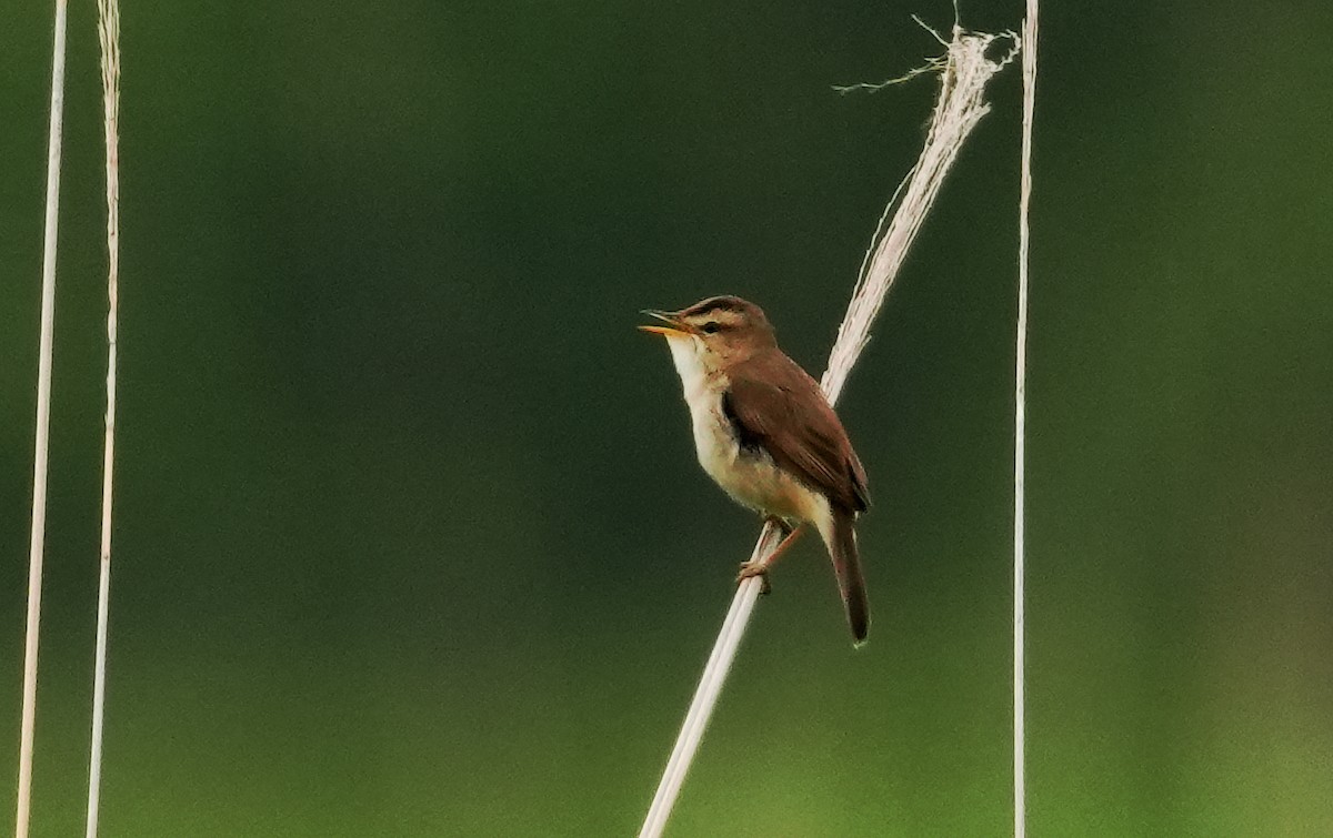 Black-browed Reed Warbler - ML659053979