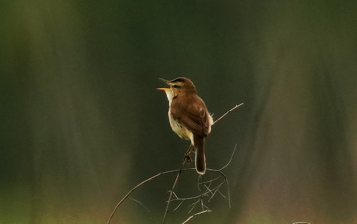 Black-browed Reed Warbler - ML659054006