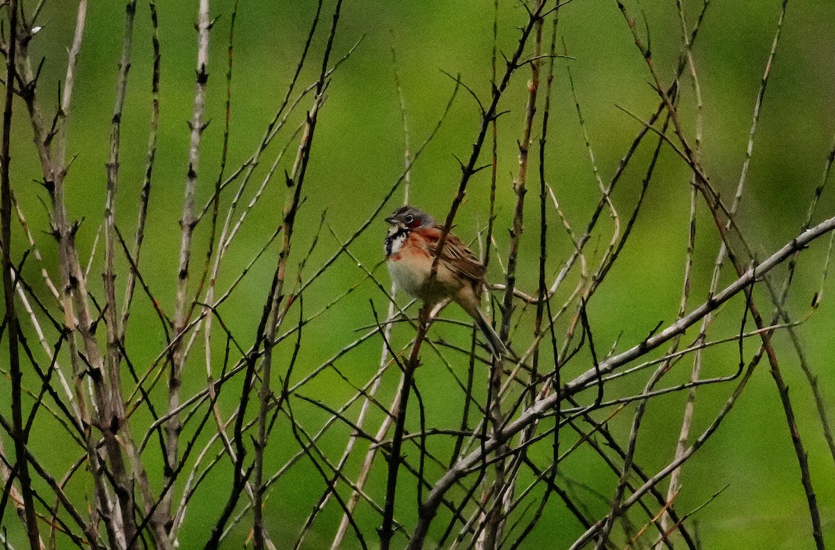 Chestnut-eared Bunting - ML659054024