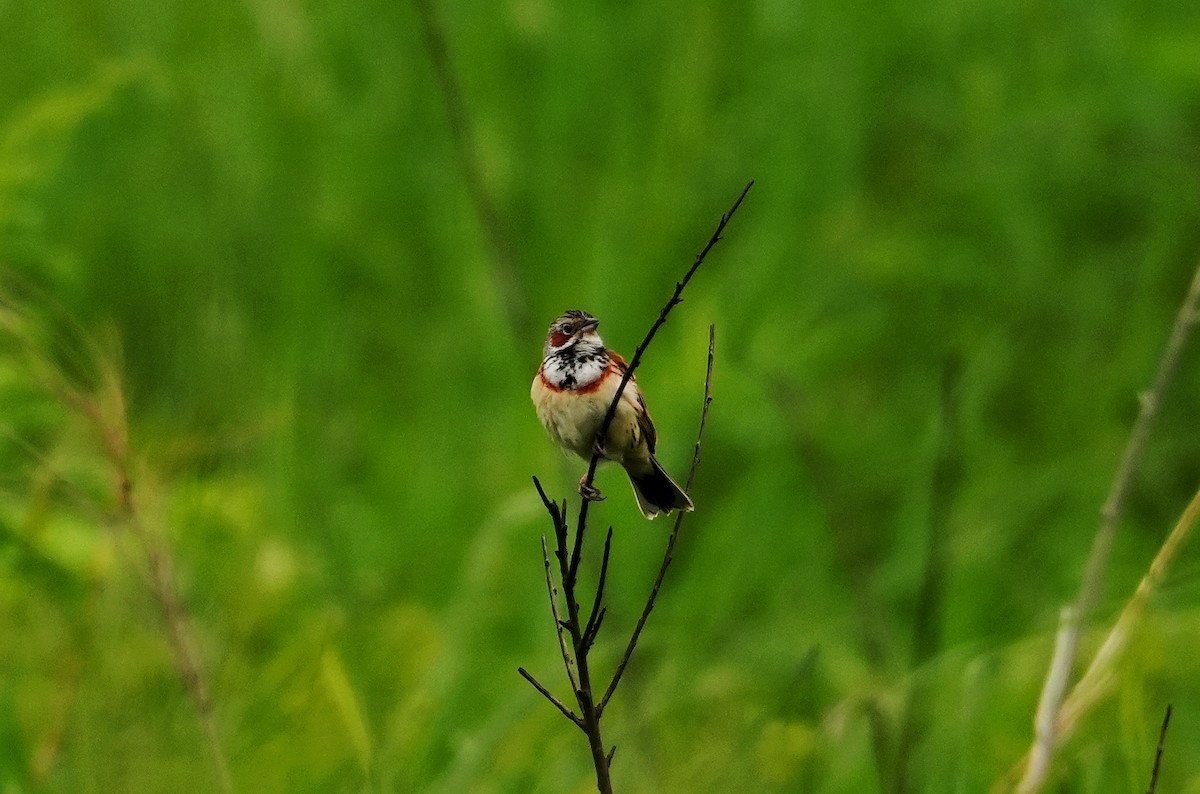 Chestnut-eared Bunting - ML659054041