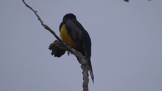 Gartered Violaceous Trogon - ML659054161