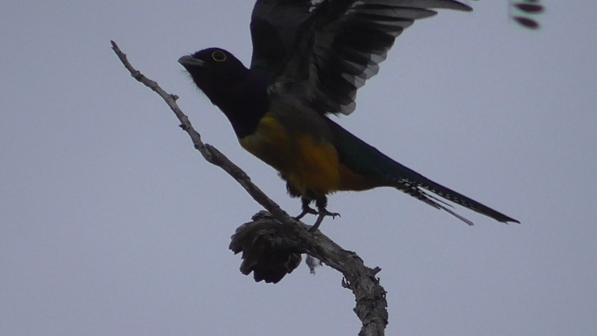 Gartered Violaceous Trogon - ML659054203