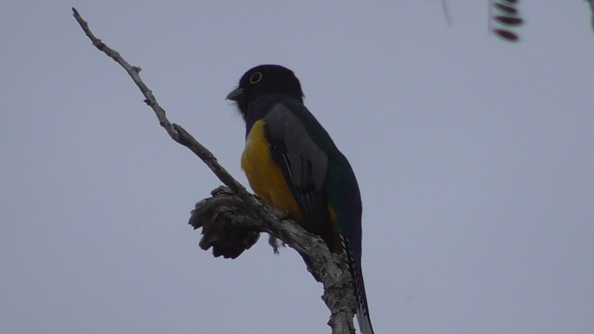 Gartered Violaceous Trogon - ML659054204
