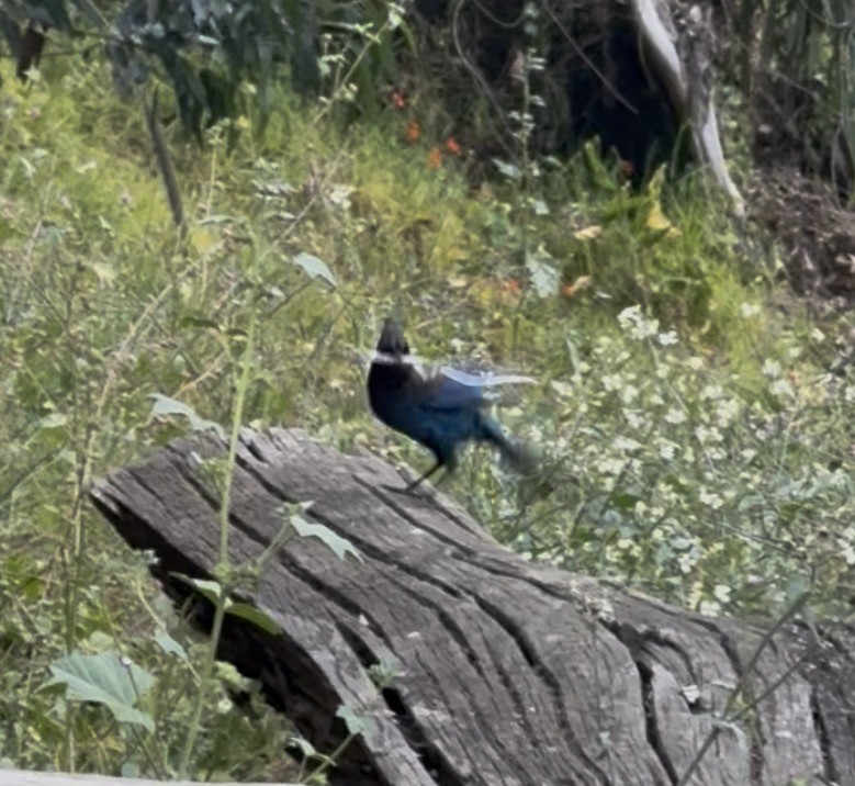 Steller's Jay (Coastal) - ML659054467