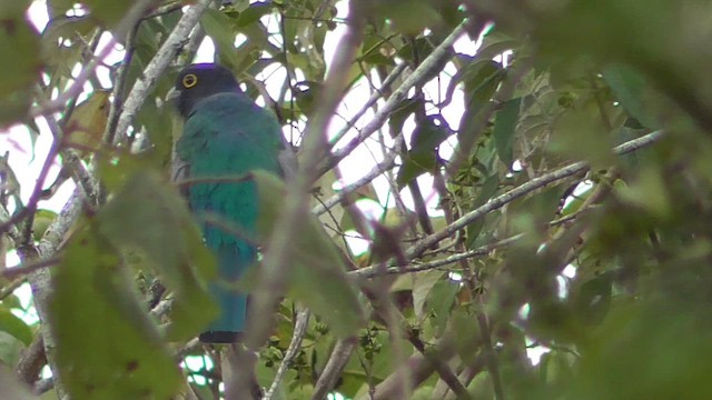 Gartered Violaceous Trogon - ML659054792