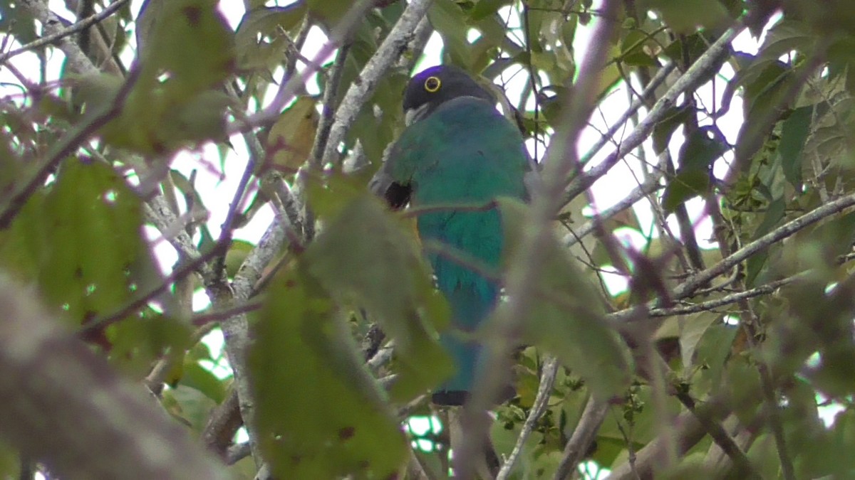 Gartered Violaceous Trogon - ML659054883