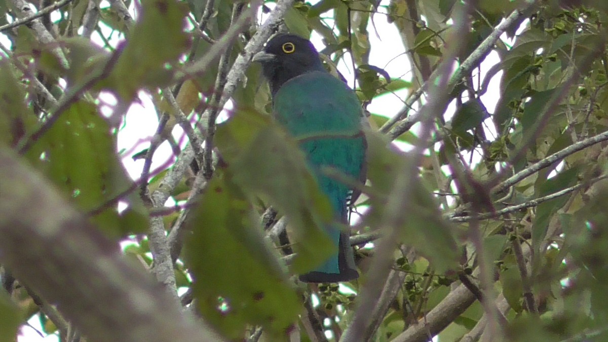 Gartered Violaceous Trogon - ML659054884