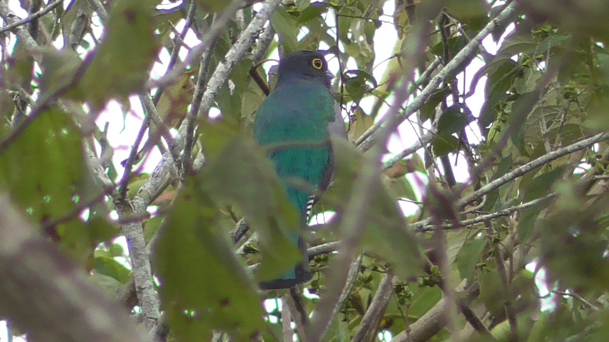 Gartered Violaceous Trogon - ML659054885