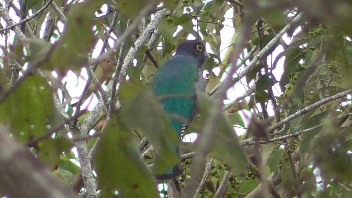 Gartered Violaceous Trogon - ML659054886