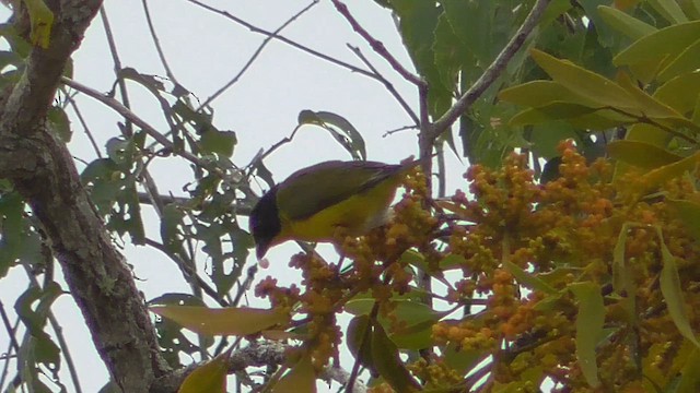Yellow-throated Euphonia - ML659055855