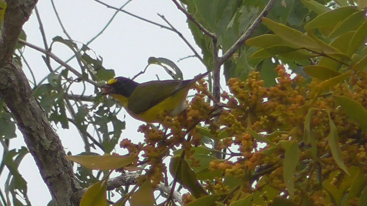 Yellow-throated Euphonia - ML659055875