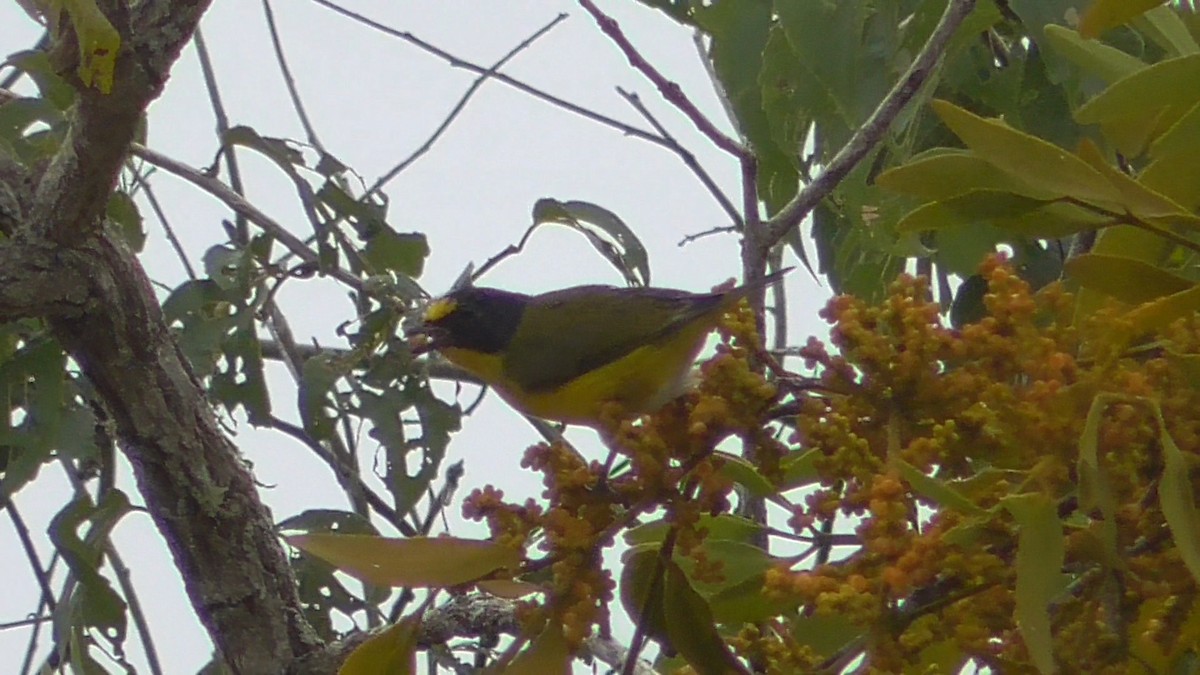 Yellow-throated Euphonia - ML659055876