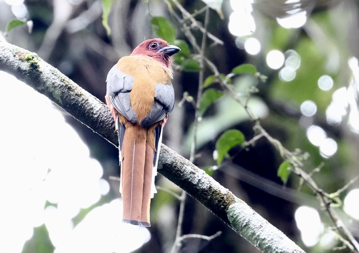 Red-headed Trogon - ML659056065