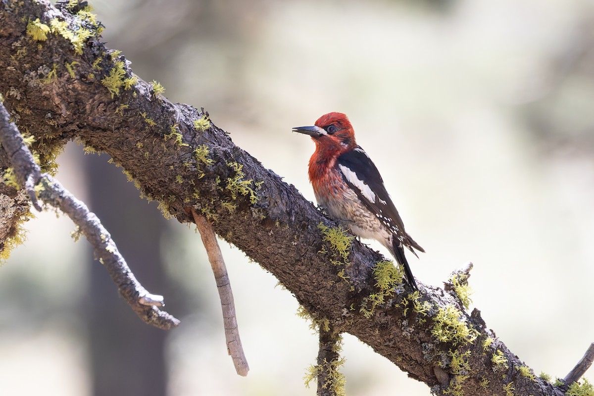Red-breasted Sapsucker - ML659056084