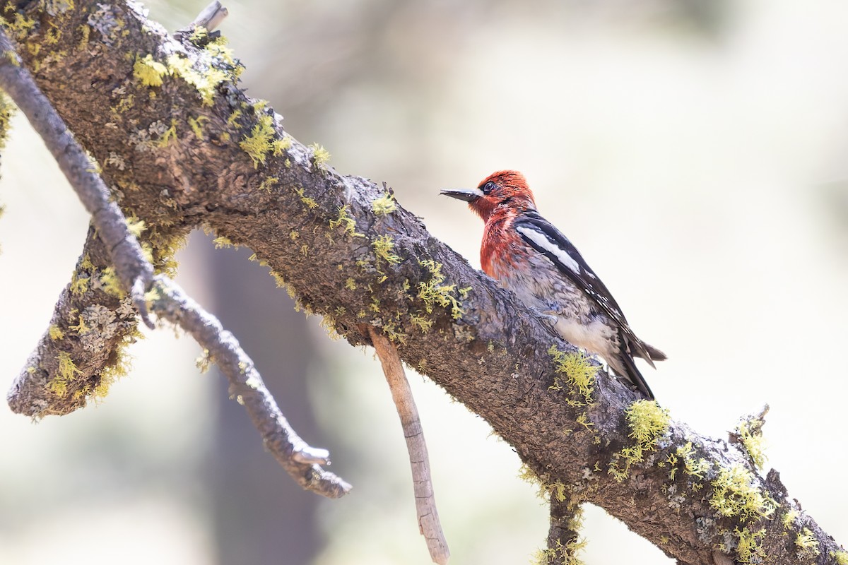 Red-breasted Sapsucker - ML659056085