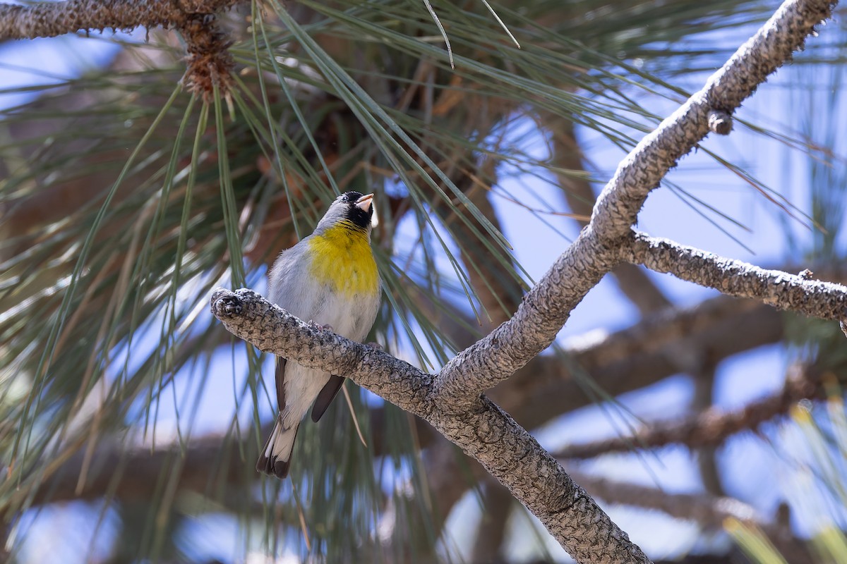 Lawrence's Goldfinch - ML659056091