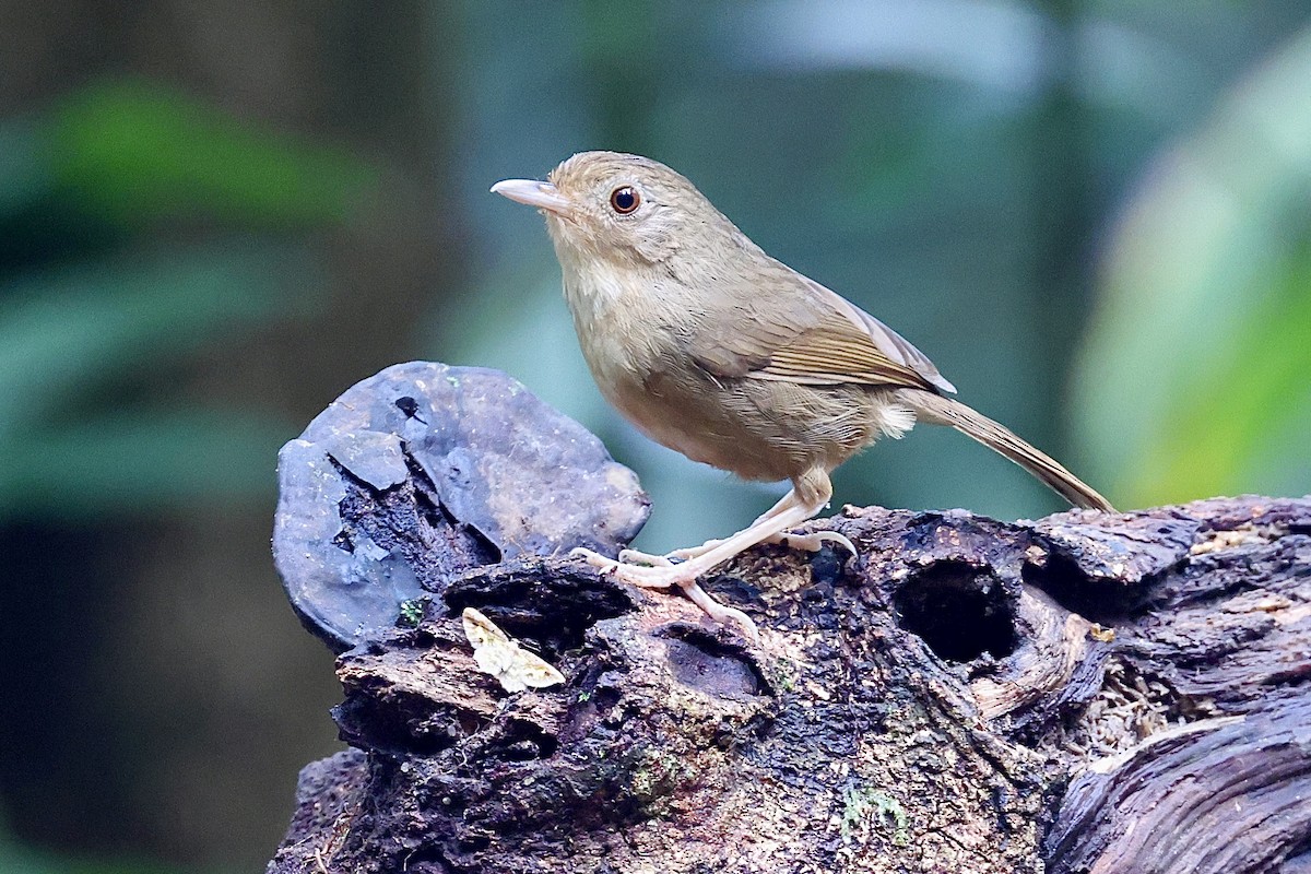 Buff-breasted Babbler - ML659056092