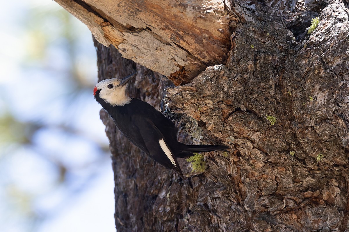 White-headed Woodpecker - ML659056099