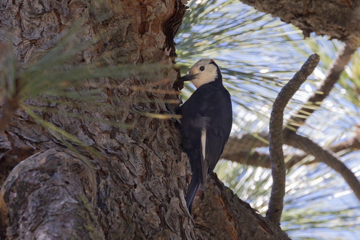White-headed Woodpecker - ML659056104