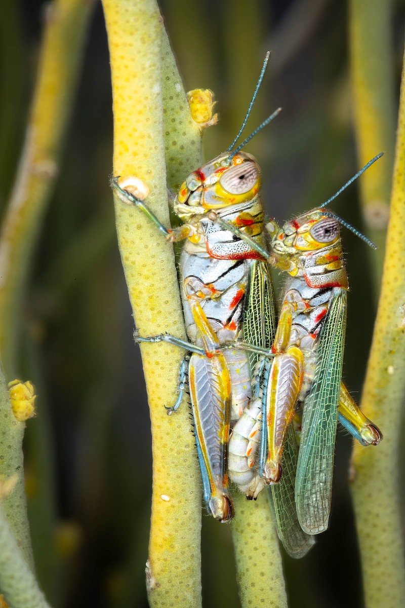 Red-lined Grasshopper - ML659056105