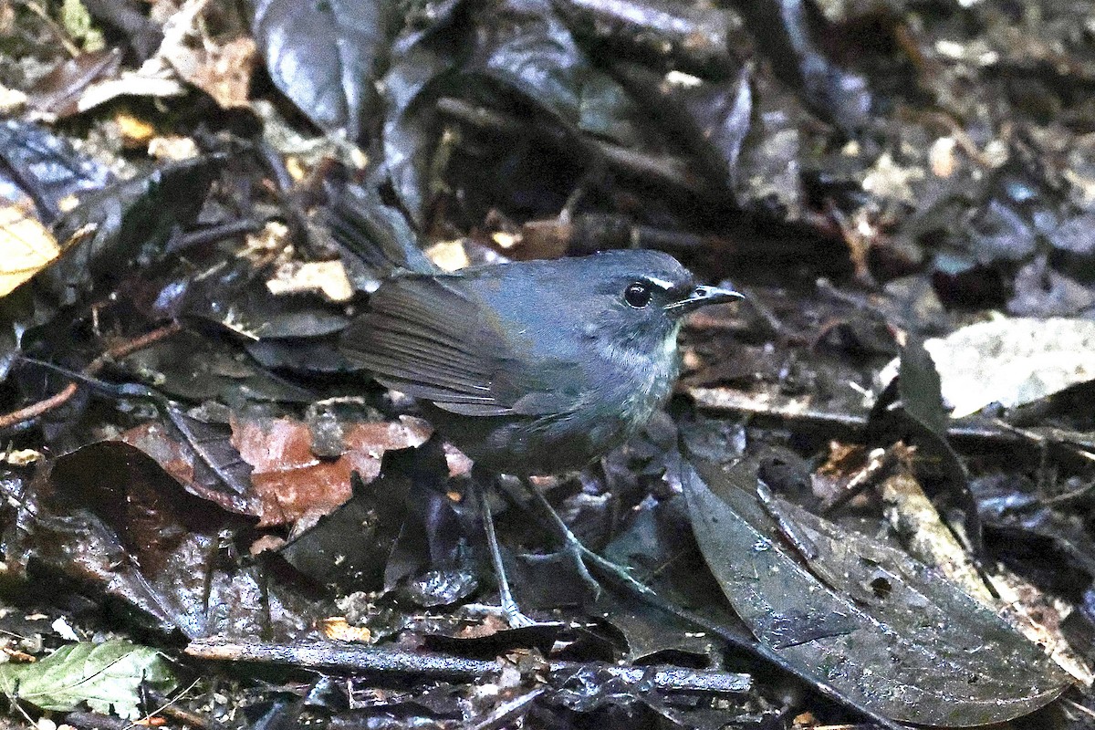 Lesser Shortwing - ML659056106