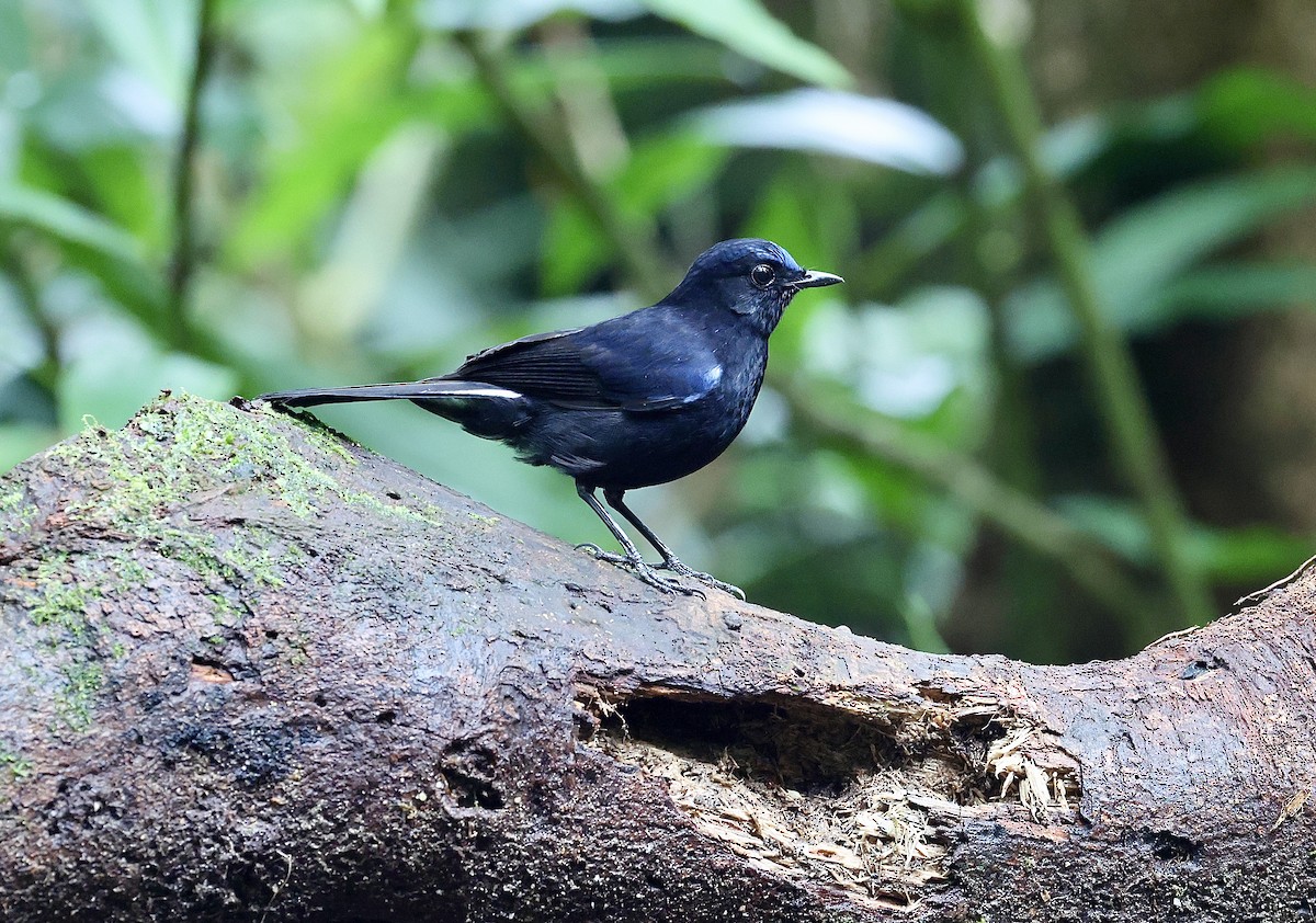 White-tailed Robin - ML659056115