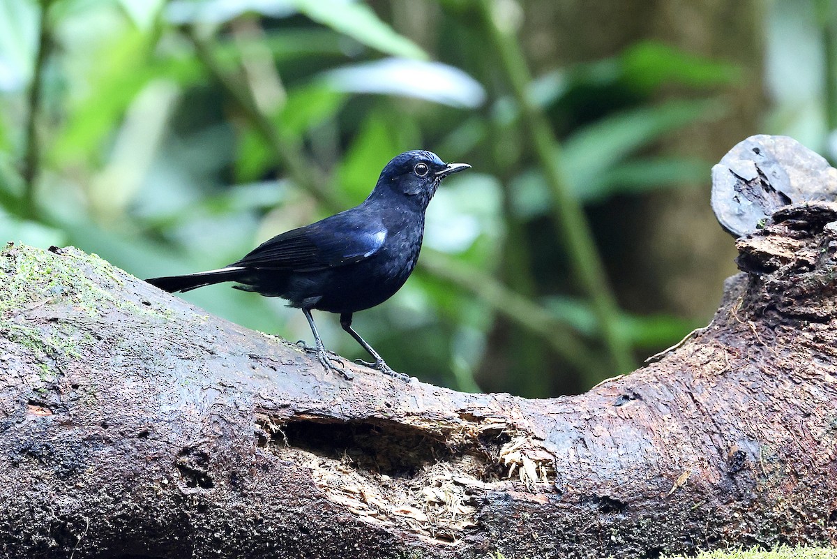 White-tailed Robin - ML659056116