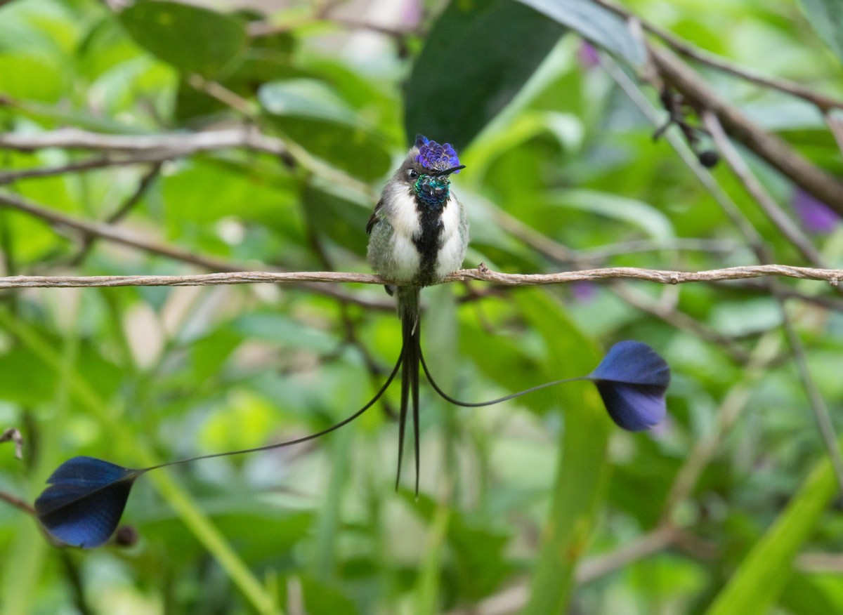 Marvelous Spatuletail - ML659056310