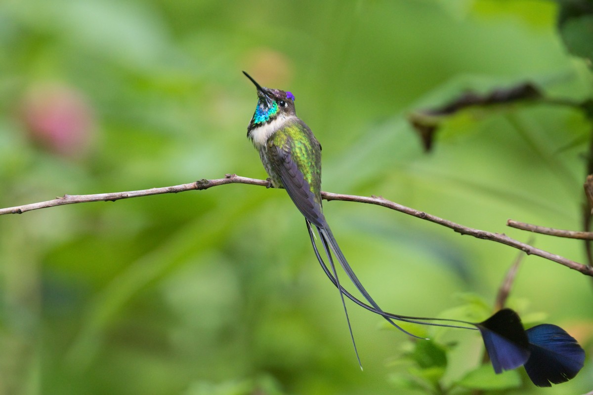 Marvelous Spatuletail - ML659056342