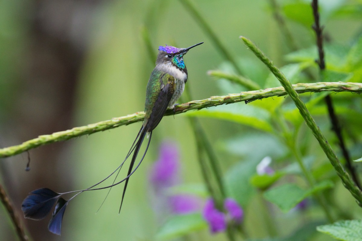 Marvelous Spatuletail - ML659056359