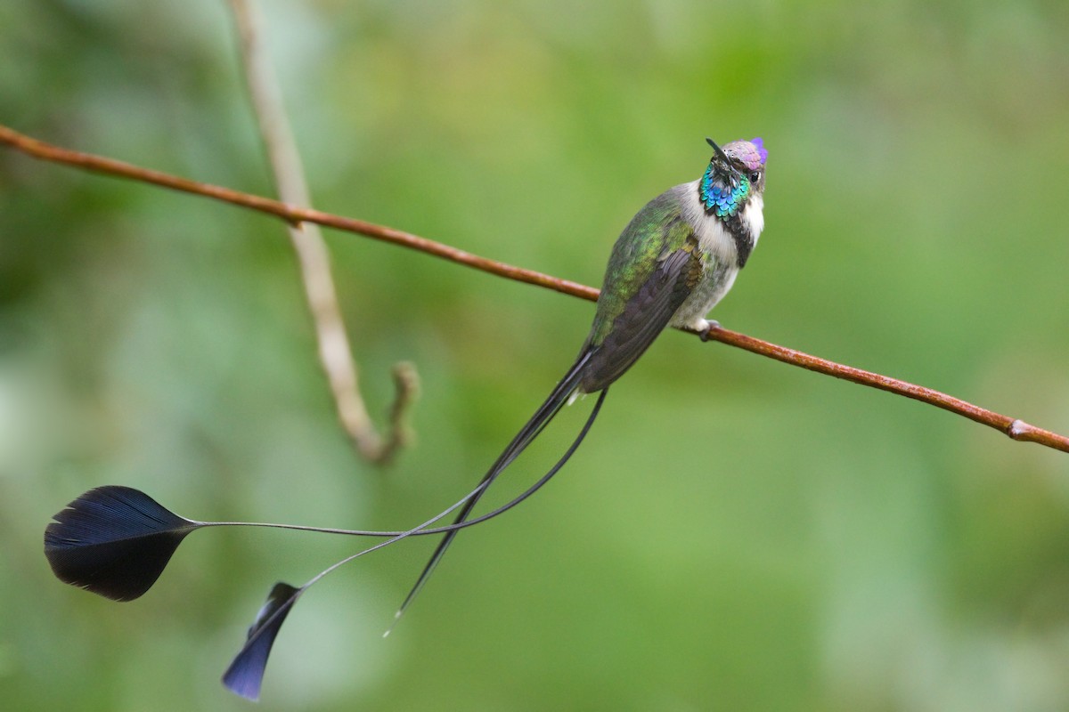 Marvelous Spatuletail - ML659056371