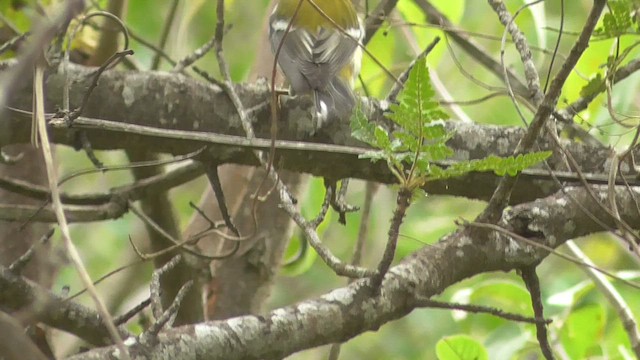Black-throated Green Warbler - ML659056999
