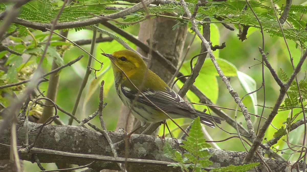 Black-throated Green Warbler - ML659057058