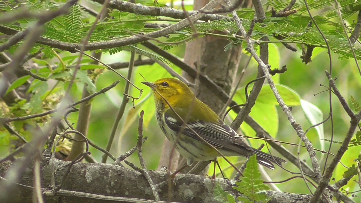 Black-throated Green Warbler - ML659057059