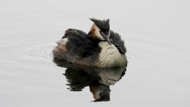 Great Crested Grebe - ML659057223