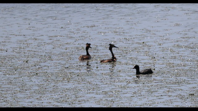 Great Crested Grebe - ML659057494