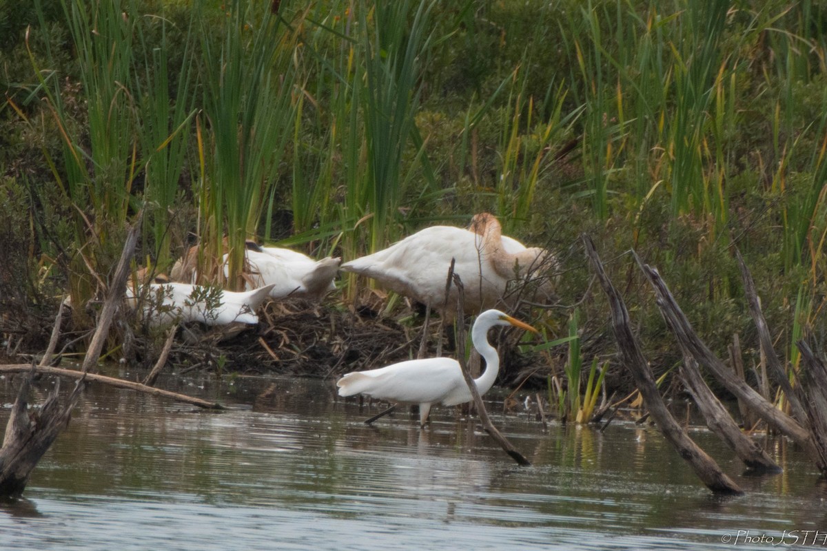 Trumpeter Swan - ML65906011