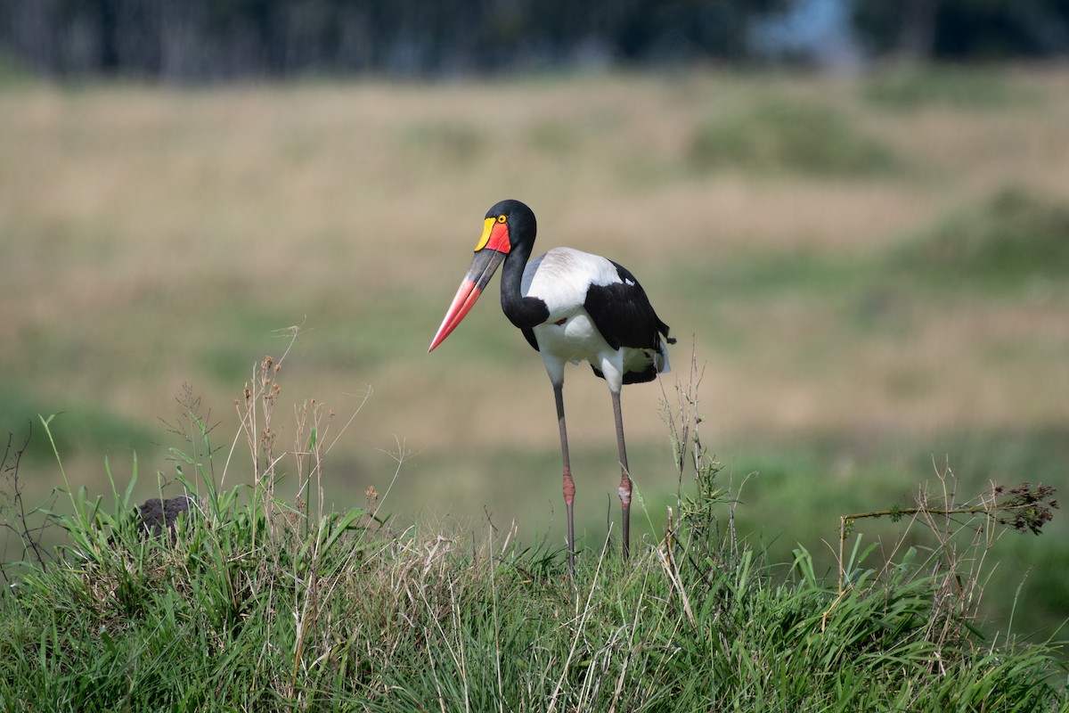 Saddle-billed Stork - ML659061955