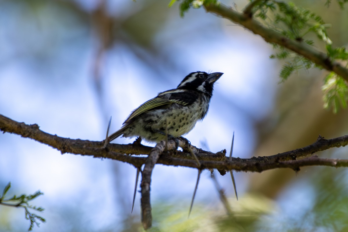 Spot-flanked Barbet - ML659062055